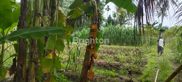 image TANAH KAMPUNG (2)