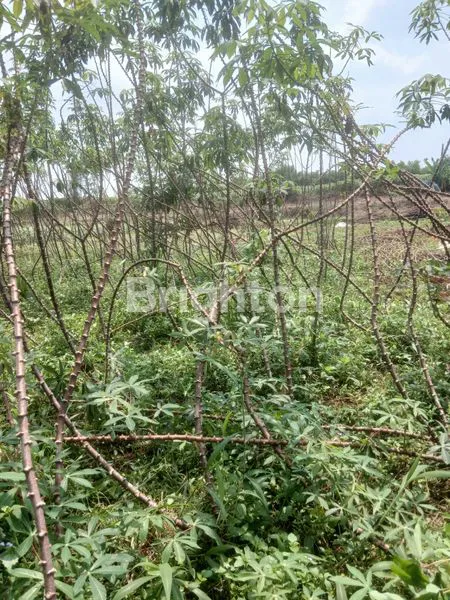 Gambar Property DIJUAL BU TANAH SHM LS 561 M2 DI TAJUR HALANG BOGOR  NEGO SAMPAI JADI