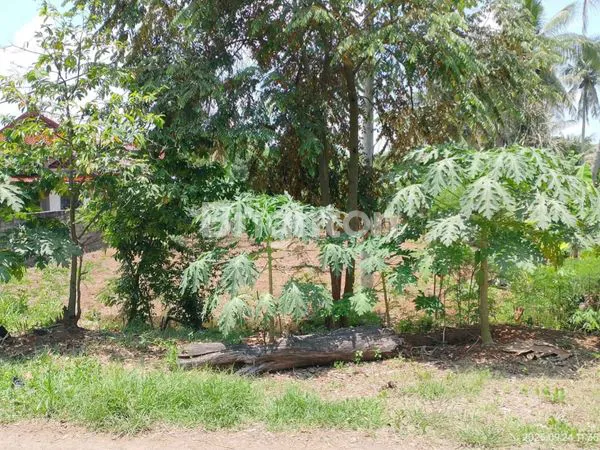 image TANAH KAVLING LUAS SIAP BANGUN PERUMAHAN DI GANJAR AGUNG - LAMPUNG (2)