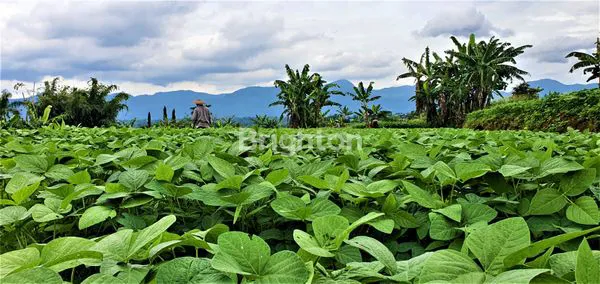 image TANAH STRATEGIS DI MEGA MENDUNG BOGOR COCOK UNTUK VILLA, PERKEBUNAN DAN CAMPING (7)