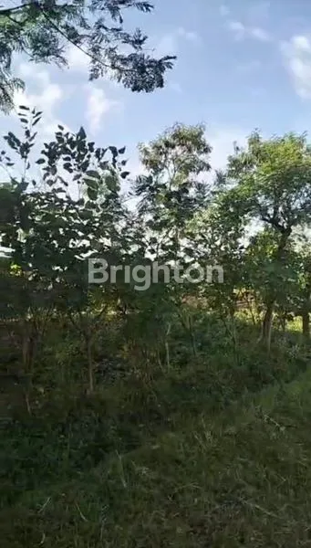 image RUMAH 6 KAMAR TIDUR DAN HALAMAN LUAS DI KOTA BATU (5)