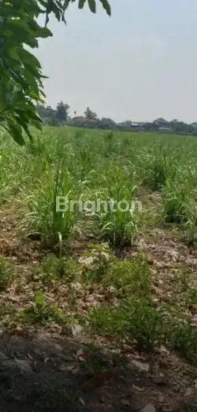 image DI JUAL TANAH SAWAH  (2)