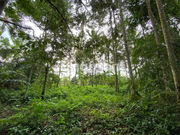 image TANAH STRATEGIS DI NEW CARLO WAY, SANDING – TAMPAKSIRING, GIANYAR, UBUD (8)