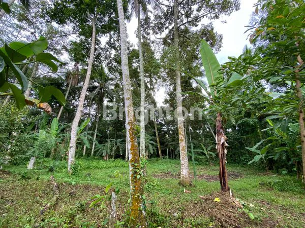 image TANAH STRATEGIS DI NEW CARLO WAY, SANDING – TAMPAKSIRING, GIANYAR, UBUD (6)