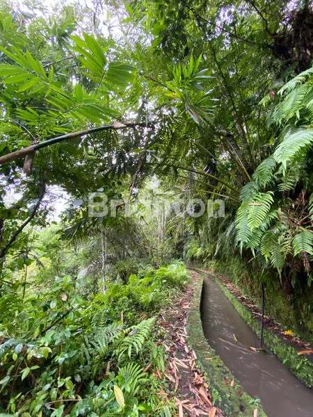 image TANAH STRATEGIS DI NEW CARLO WAY, SANDING – TAMPAKSIRING, GIANYAR, UBUD (4)