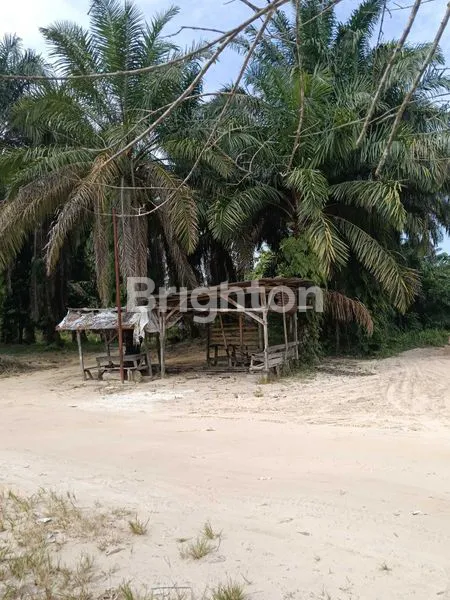 image TANAH SAWIT 6 HEKTAR, SHM, LINTAS TIMUR (3)