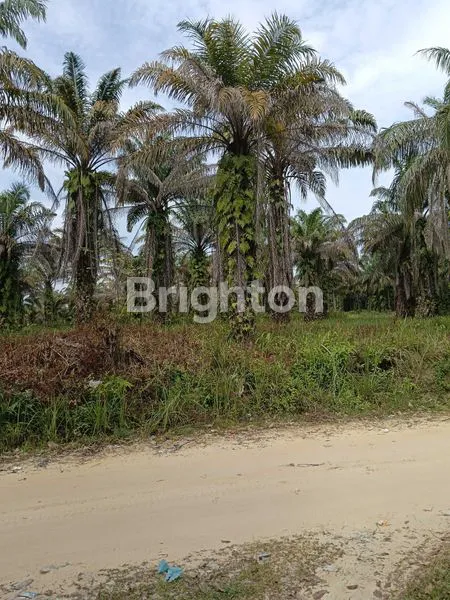 image TANAH SAWIT 6 HEKTAR, SHM, LINTAS TIMUR (5)