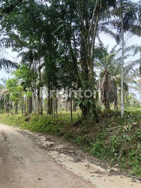 image TANAH SAWIT 6 HEKTAR, SHM, LINTAS TIMUR (4)