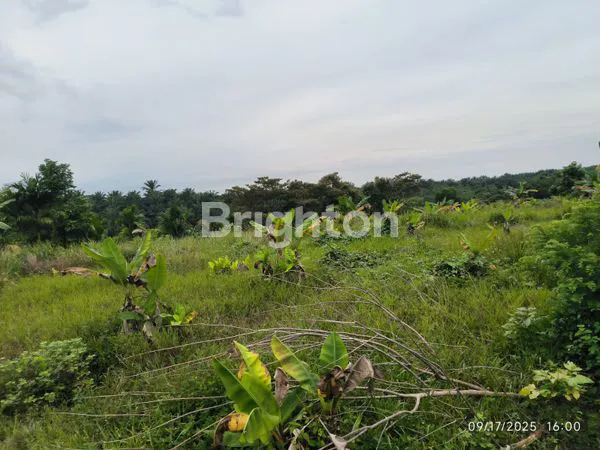 image TANAH LUAS 1,5 HA DI MUARA FAJAR, DEKAT TOL MINAS (6)