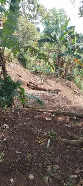 image RUMAH KEBUN 1.400M² DI CIJERUK BOGOR (5)