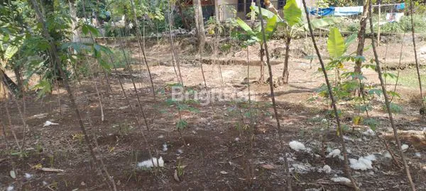 image RUMAH KEBUN 1.400M² DI CIJERUK BOGOR (3)