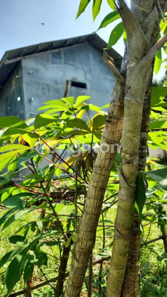 image TANAH LUAS 1500 M² BONUS USAHA WALLET PARUNG KUDA SUKABUMI (4)