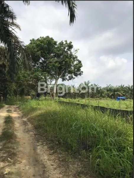 image DIJUAL TANAH COCOK PERKEBUNAN ATAU INVESTASI DI RUMBAI (3)