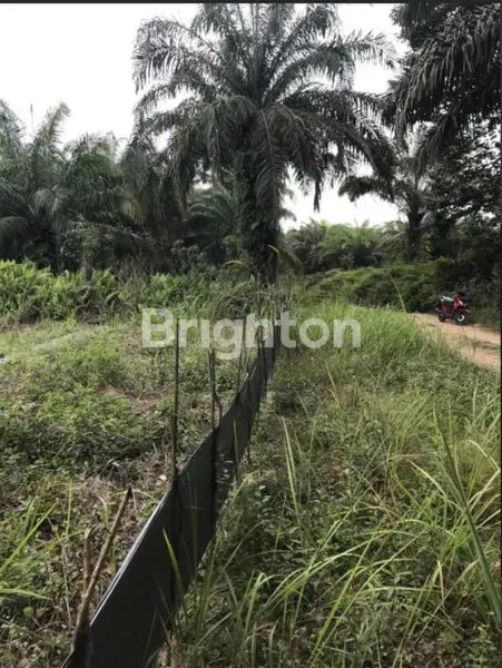 image DIJUAL TANAH COCOK PERKEBUNAN ATAU INVESTASI DI RUMBAI (4)