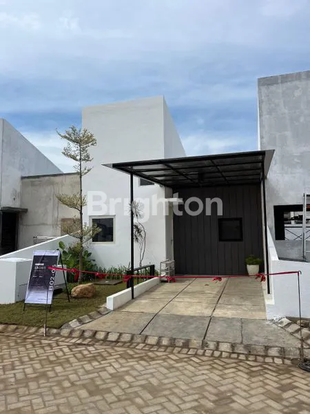 image WOODVILLE CLUSTER CEDAR ASTER (1)