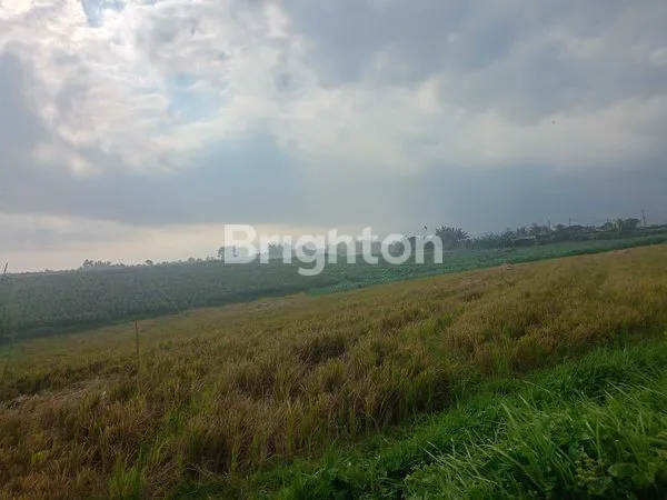 image DISEWAKAN TANAH LUAS 66 ARE,TEGAL MENGKEB, KERAMBITAN (1)