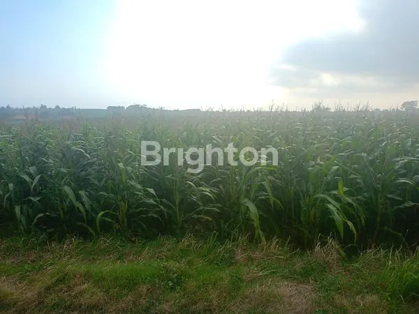 image DISEWAKAN TANAH LUAS 66 ARE,TEGAL MENGKEB, KERAMBITAN (2)