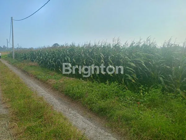 image DISEWAKAN TANAH LUAS 66 ARE,TEGAL MENGKEB, KERAMBITAN (4)