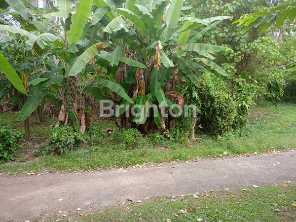 image SEWA TANAH LUAS 58 ARE AKSES SUNGAI (3)