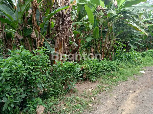 image SEWA TANAH LUAS 58 ARE AKSES SUNGAI (6)