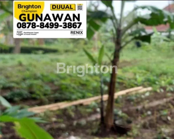 image KAVLING ROYAL PALM ISOLA (2)