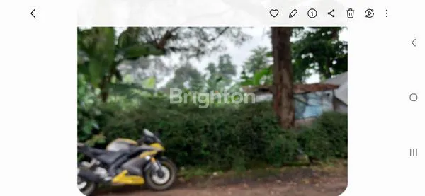 image KAVLING ROYAL PALM ISOLA (2)