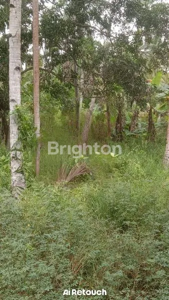 image TANAH SHM SIAP HUNI 6,7 HEKTAR JERUJU (2)