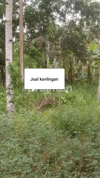 image TANAH SHM SIAP HUNI 6,7 HEKTAR JERUJU (3)