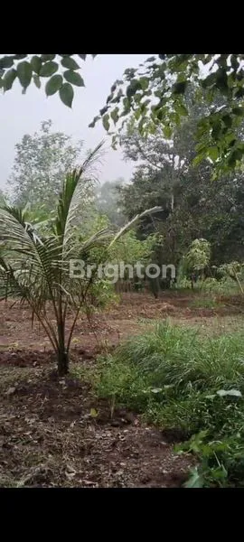 image TANAH DENGAN LUAS 8000 M² (6)