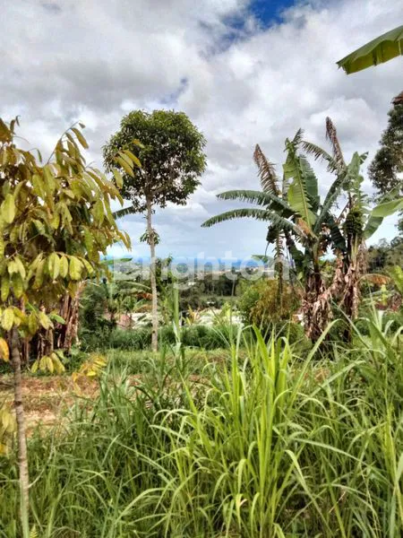 image TANAH 1650 SQM BATURITI ZONA KUNING AKSES JALAN BETON MOBIL BISA MASUK (5)