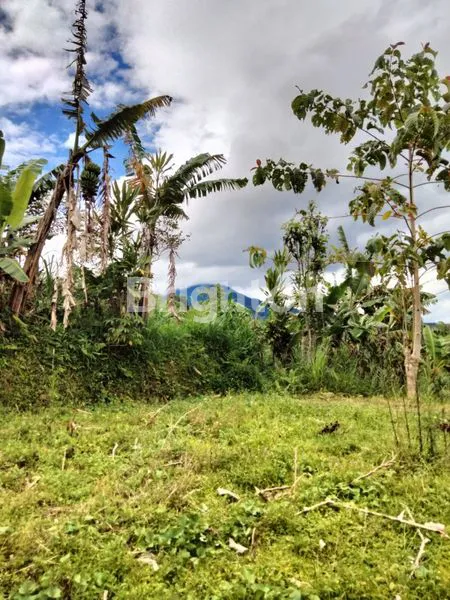 image TANAH 1650 SQM BATURITI ZONA KUNING AKSES JALAN BETON MOBIL BISA MASUK (2)