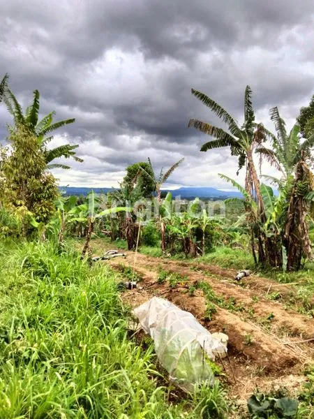 image TANAH 1650 SQM BATURITI ZONA KUNING AKSES JALAN BETON MOBIL BISA MASUK (3)