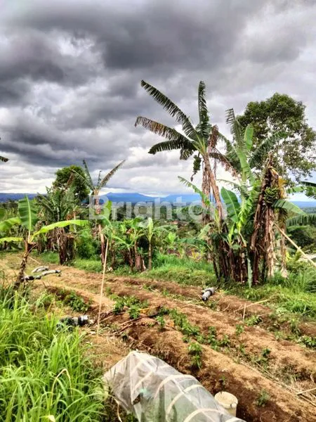 image TANAH 1650 SQM BATURITI ZONA KUNING AKSES JALAN BETON MOBIL BISA MASUK (7)