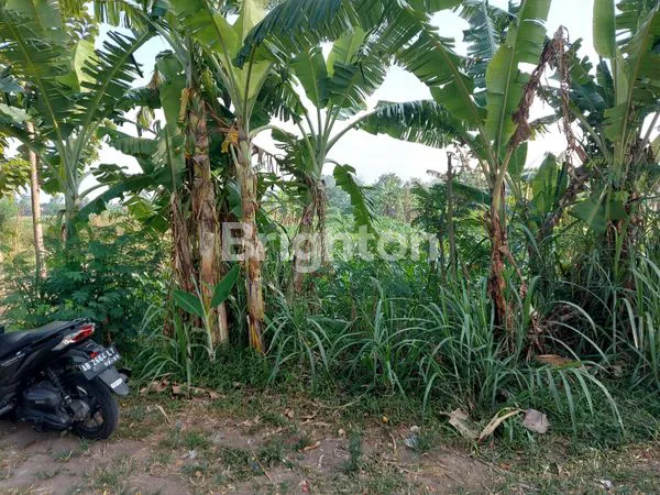 image JUAL TANAH SAWAH DEKAT BANDARA ADISUCIPTO (1)