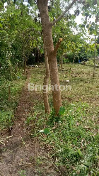 image TANAH SIAP HUNI 959M² HARGA NEGO SLEMAN (3)