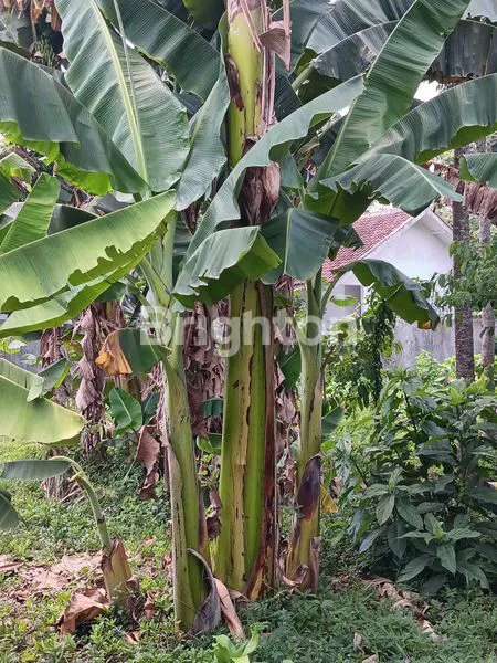 image TANAH SIAP HUNI 5.786M² DI LOKASI TENANG SRENGAT (8)