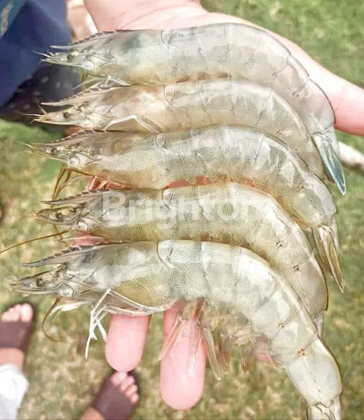 image MASIH OPERASIONAL | CIPATUJAH, TASIKMALAYA (7)