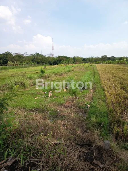 image INVESTASI SAWAH MURAH SHM 2.250M² (2)