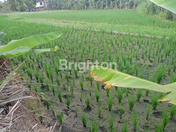 image TANAH 13,2 ARE VIEW PANTAI DI TIBUBIYU (4)