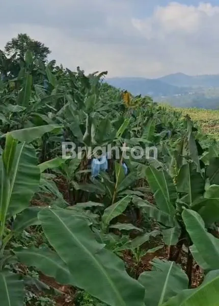 image LAHAN PISANG CAVENDISH PUNCAK 230 RIBU M² (1)