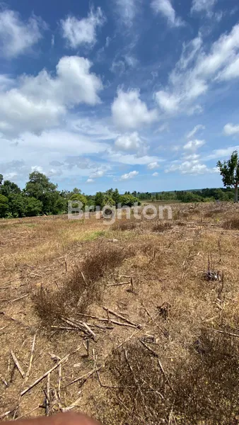 image LAHAN PREMIUM SELUAS 5 HA DI BANDAR DALAM, SIDOMULYO, LAMPUNG SELATAN (4)