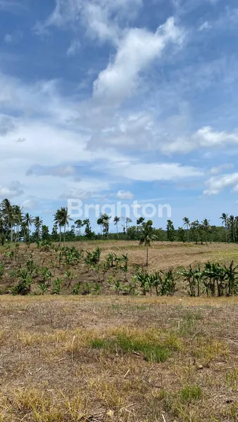 image LAHAN PREMIUM SELUAS 5 HA DI BANDAR DALAM, SIDOMULYO, LAMPUNG SELATAN (6)