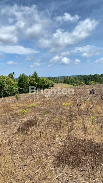 image LAHAN PREMIUM SELUAS 5 HA DI BANDAR DALAM, SIDOMULYO, LAMPUNG SELATAN (7)