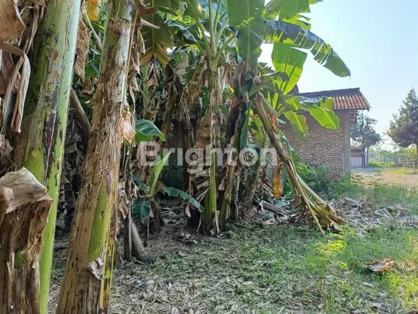 image TANAH LUAS 1459M² DEKAT PASAR KOJO MADIUN (4)