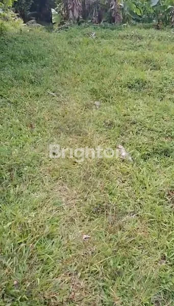 image DIJUAL TANAH KEBUN 5,5HEKTAR DI NEGARA HARGA 20JT/ARE NEGO (3)