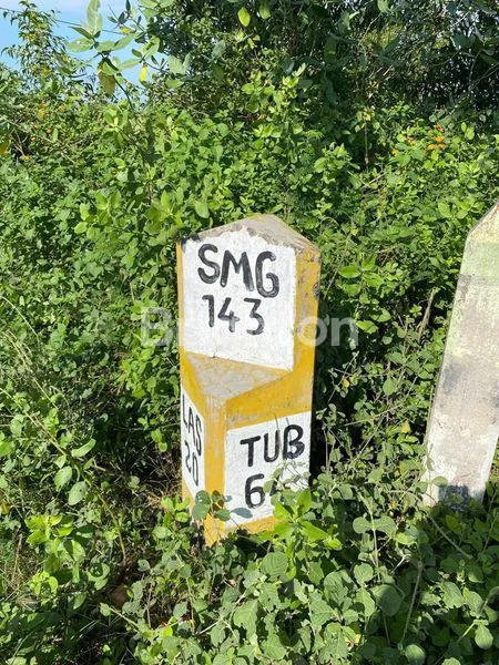 image TANAH LUAS JALAN PROVENSI TUBAN REMBANG JAWA TENGAH (4)