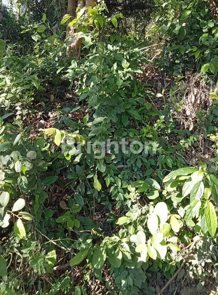 image SEWA TANAH PREMIUM BINGIN (2)