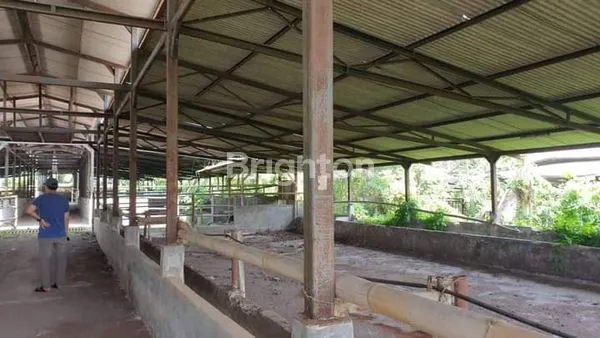 image DIJUAL PERUSAHAAN PETERNAKAN SAPI IMPOR BERIKUT DENGAN PERIJINANYA (3)