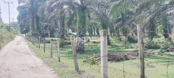 image LAHAN KELAPA SAWIT 2 HEKTAR DI LOKASI STRATEGI  (2)