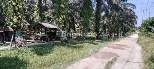 image LAHAN KELAPA SAWIT 2 HEKTAR DI LOKASI STRATEGI  (3)